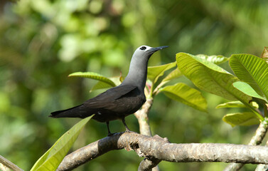 Noddi brun, Anous stolidus, Brown Noddy, Iles Seychelles