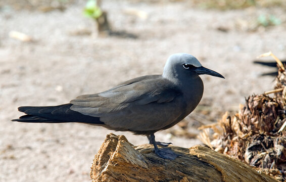 Noddi brun, Anous stolidus, Brown Noddy, Iles Seychelles