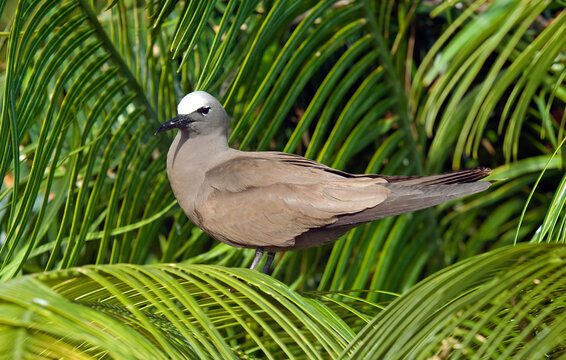 Noddi brun, Anous stolidus, Brown Noddy, Iles Seychelles
