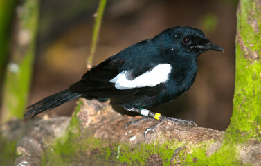shama des Seychelles, pie des Seychelles, Copsychus sechellarum, Seychelles Magpie Robin, Iles Seychelles