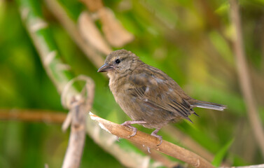 Foudi des Seychelles,Foudia sechellarum, Seychelles Fody, Ile Aride, Seychelles