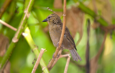 Foudi des Seychelles,
Foudia sechellarum, Seychelles Fody, Ile Aride, Seychelles