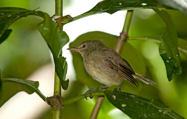 Rousserolle des Seychelles,Acrocephalus sechellensis, Seychelles Warbler, Iles Seychelles