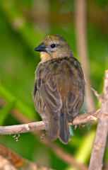 Foudi des Seychelles,
Foudia sechellarum, Seychelles Fody, Ile Aride, Seychelles