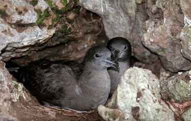 puffin du pacifique, Puffin fouquet, Ardenna pacifica, Wedge tailed Shearwater, adulte au nid, terrier, puffinus pacificus, Ile Cousin, Seychelles