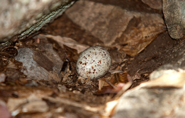 puffin du pacifique, Puffin fouquet, Ardenna pacifica, Wedge tailed Shearwater, oeuf, nid, terrier, puffinus pacificus, Ile Cousin, Seychelles