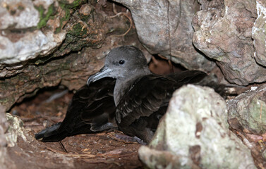 puffin du pacifique, Puffin fouquet, Ardenna pacifica, Wedge tailed Shearwater, adulte au nid, terrier, puffinus pacificus, Ile Cousin, Seychelles