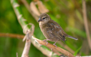 Foudi des Seychelles,
Foudia sechellarum, Seychelles Fody, Ile Aride, Seychelles
