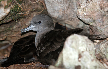 Naklejka premium puffin du pacifique, Puffin fouquet, Ardenna pacifica, Wedge tailed Shearwater, adulte au nid, terrier, puffinus pacificus, Ile Cousin, Seychelles