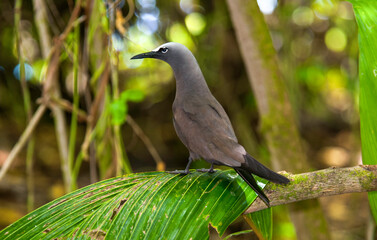 Noddy à bec grêle, Noddi marianne,Anous tenuirostris, Lesser Noddy, Réserve naturelle, Ile de Cousin, Iles Seychelles