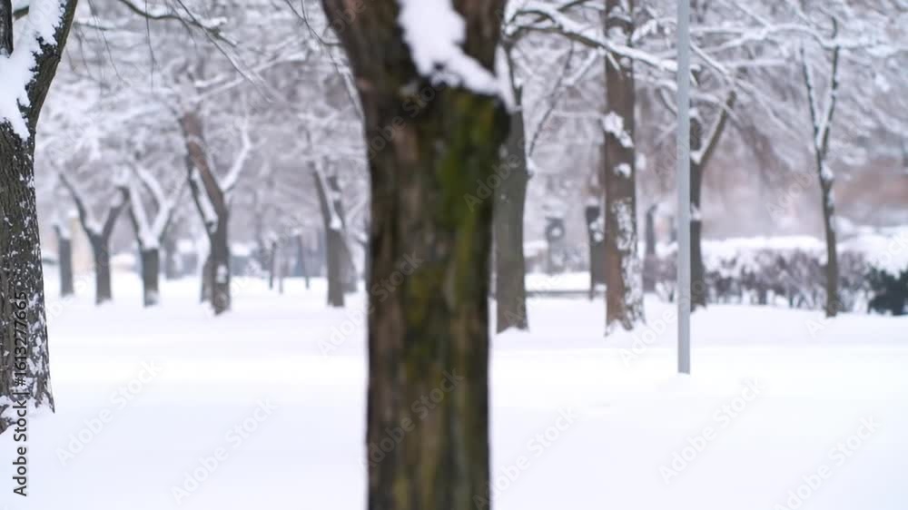 Aufkleber snow covered trees in a park during winter with blurred background with white snow and brown tree tr