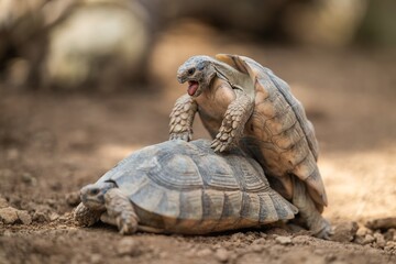 The African spurred tortoise or Centrochelys sulcata