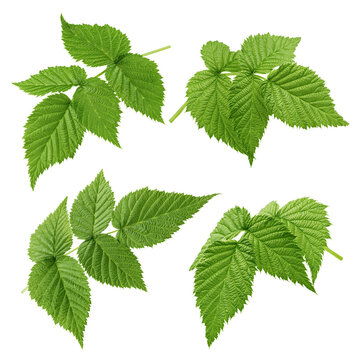 Raspberry leaves isolated on white background, full depth of field