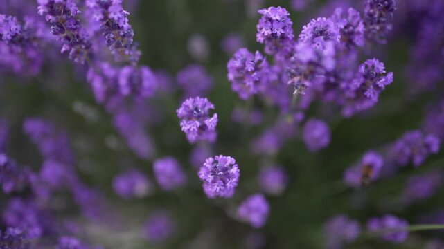 Macro Shot of Tiny Bee Delicately Hovering and Pollinating Beautiful Purple Lavender Flowers
