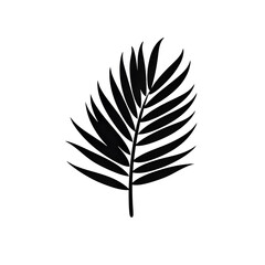 Fototapeta premium palm leaf silhouette