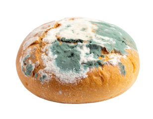 Moldy round bread loaf with blue-green and white fuzzy mold patches covering its surface.