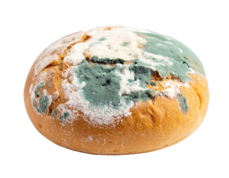 Moldy round bread loaf with blue-green and white fuzzy mold patches covering its surface.