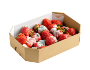 A cardboard box filled with fresh and moldy strawberries showing signs of spoilage and decay.
