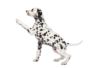 A Dalmatian puppy with black spots is raising one front paw while sitting, showing an attentive and playful posture.