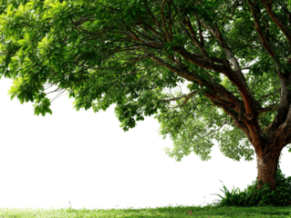 Majestic tree standing tall in a lush green landscape nature scene. Isolated on transparent background, png. isolated on transparent background, png
