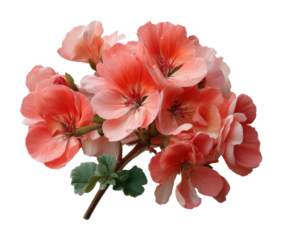 Vibrant geranium blossoms garden floral nature. Isolated on transparent background, png. isolated on transparent background, png