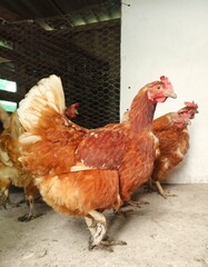 Red-feathered, domestic chickens in the coop, photographed from the side, up close.