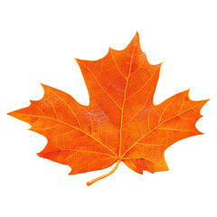 Obraz premium Vibrant Orange Maple Leaf on a Dark Background, isolated on transparent background.