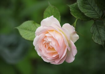 Beautiful creamy pink tea rose on a blurred dark green background of a summer garden. Beautiful natural background. Delicate petals. Gardening. Fragrant rosebud close-up. Tea rose. Roses. Rose.