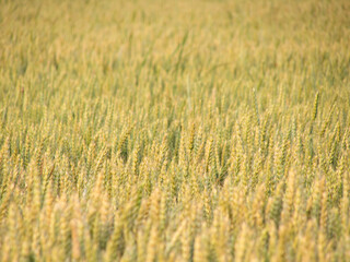 A vast field filled with ripe wheat heads ready for harvest. Golden hues reflecting rural life, agriculture, and abundance in a natural setting.
