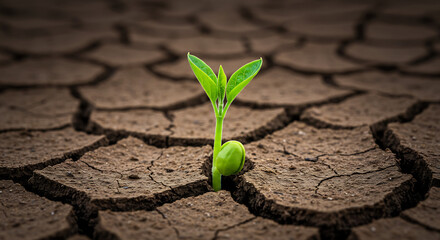 artistic close-up of a delicate plant sprout pushing through dry, cracked earth