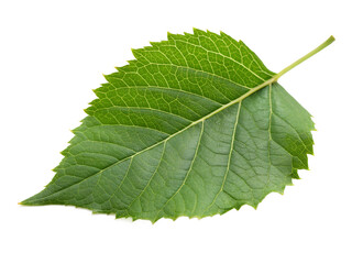 A single fresh green leaf with clear veins sits isolated on a transparent background. This vibrant organic element is an essential png.
