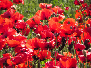 Bright red poppy flowers blooming in a natural setting. A symbol of spring and summer seasons,...