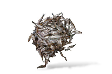 seeds of sunflower seeds A pile of fresh fish caught by fishermen, various sizes and types, placed...
