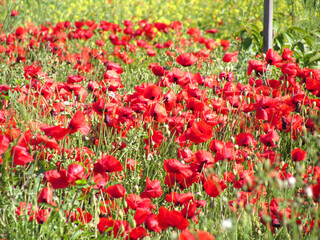 Bright red poppy flowers blooming in a natural setting. A symbol of spring and summer seasons,...