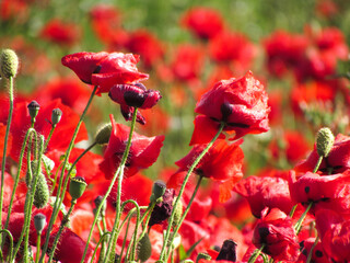 Bright red poppy flowers blooming in a natural setting. A symbol of spring and summer seasons,...