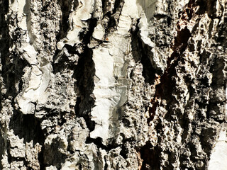 Close-Up View of Detailed Tree Bark Texture with Natural Patterns and Colors