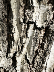 Detailed Close-Up of Textured Tree Bark Showing Natural Patterns and Color Variations