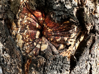 Close-up of Intricate Tree Bark Texture Revealing Natural Patterns and Colors