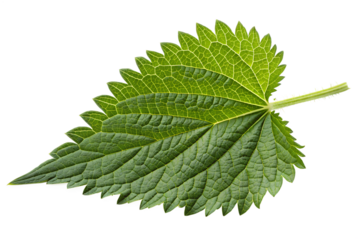 A vibrant green nettle leaf, showing detailed veins and texture, is perfectly isolated on a transparent background, available as a clean png image.