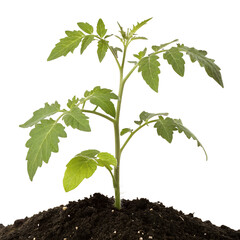 A vibrant green young plant grows from rich dark soil, standing upright as a new seedling, isolated on a transparent background. PNG.