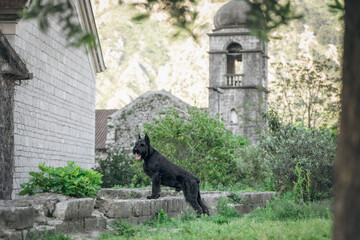 A large, beautiful black Giant Schnauzer in an old town surrounded by picturesque nature