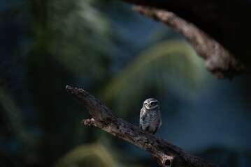 The vibrant Spotted owlet perched on a dry tree branch with a soft, blurred natural background.. The small owl is alert, bright yellow eyes with forest habitat.