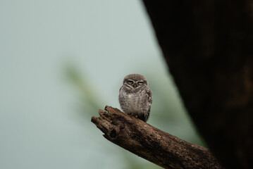 A solitary spotted owlet perches alternatively on a dry branch, gazing directly into the wild with sharp, curious eyes. The background is soft, overcast sky with misty trees in the background.