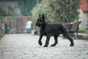 A large, beautiful black Giant Schnauzer in an old town surrounded by picturesque nature