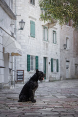 A large, beautiful black Giant Schnauzer in an old town surrounded by picturesque nature