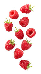 Many ripe red raspberries are beautifully falling and suspended in air, isolated on a transparent background, a clear png image.