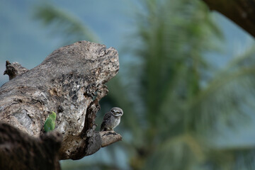 A vibrant Green parrot and a spotted owlet share space on a weathered tree trunk, creating a...
