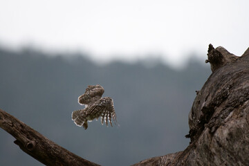 A vibrant spotted owlet in mid flight lands on a weathered branch with wings spread wide against a...
