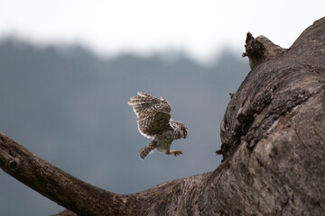A vibrant spotted owlet in mid flight lands on a weathered branch with wings spread wide against a...
