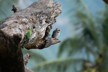 A vibrant Green parrot and a spotted owlet share space on a weathered tree trunk, creating a...